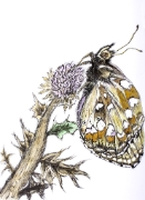 Papillon - 05